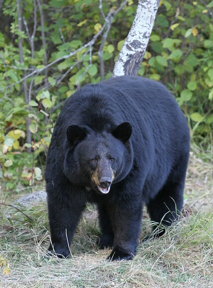 Bear Recovery