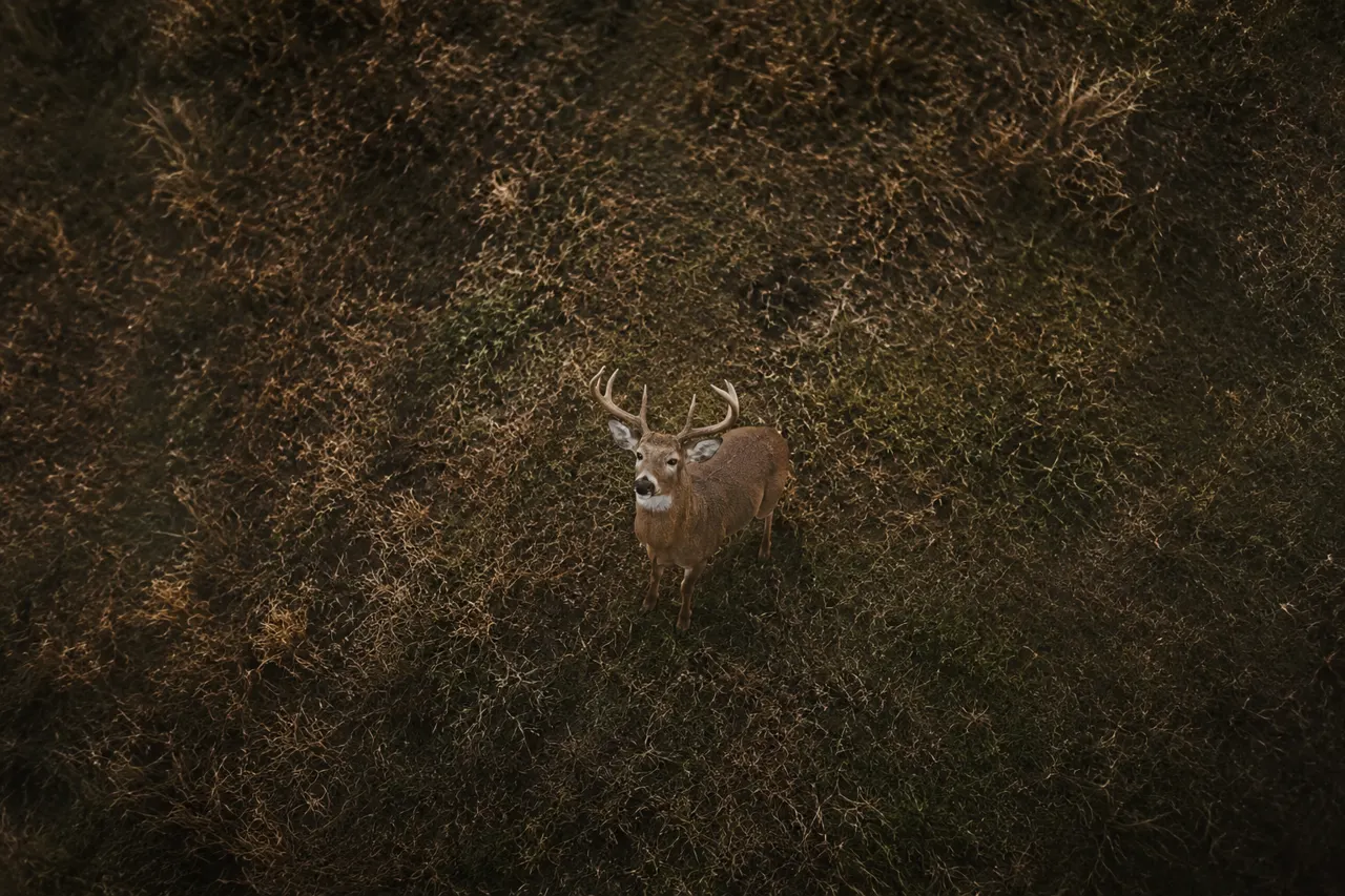 Deer Recovery